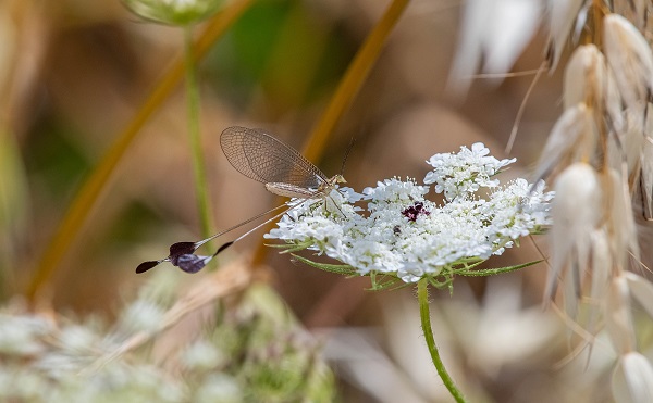 Foto - Hatıra paraların üzerine basıldı! İşte o böcek