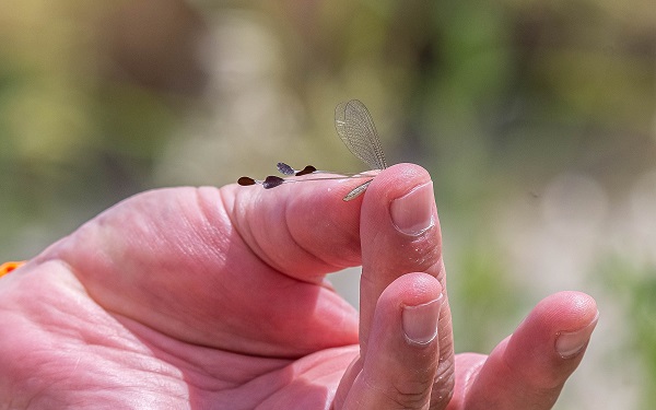 Foto - Hatıra paraların üzerine basıldı! İşte o böcek