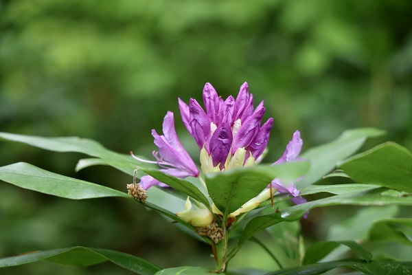 Foto - Hava ısındı Çam Dağı’nda doğa canlandı