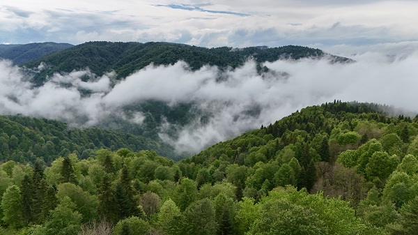 Foto - Hava ısındı Çam Dağı’nda doğa canlandı