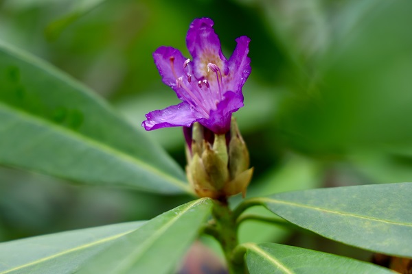 Foto - Hava ısındı Çam Dağı’nda doğa canlandı