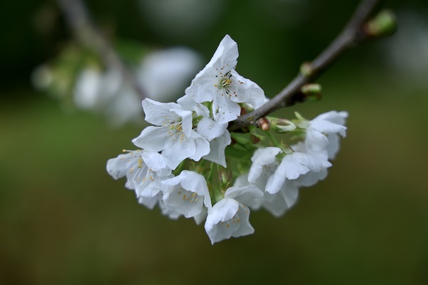 Foto - Hava ısındı Çam Dağı’nda doğa canlandı