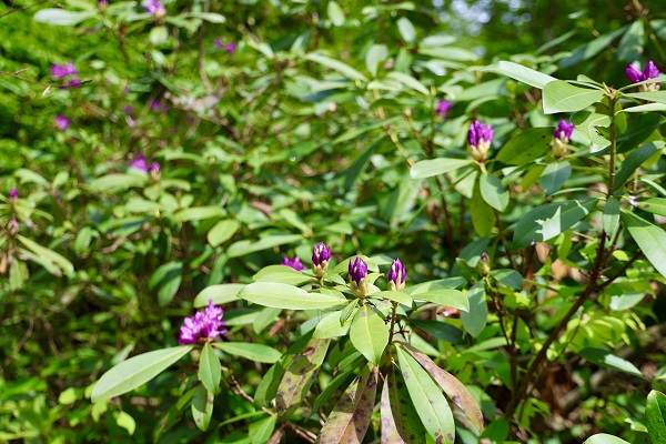 Foto - Hava ısındı Çam Dağı’nda doğa canlandı