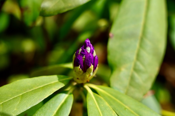 Foto - Hava ısındı Çam Dağı’nda doğa canlandı