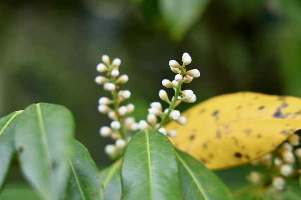Foto - Hava ısındı Çam Dağı’nda doğa canlandı