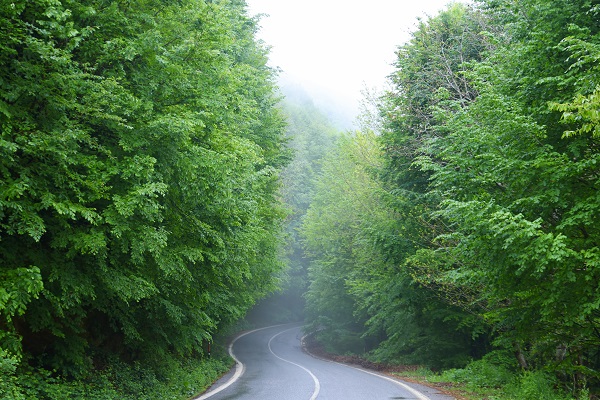 Hava ısındı Çam Dağı’nda doğa canlandı