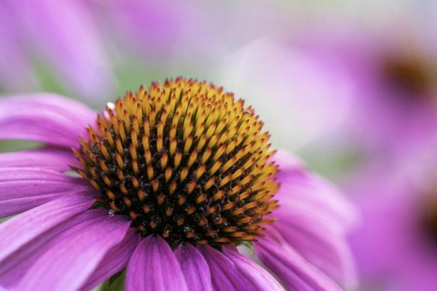Foto - Hava kalitesini iyileştiriyor, hastalıkları önlüyor İşte her evde bulunması gereken bitkiler…