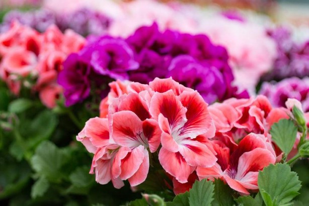 Foto - Hava kalitesini iyileştiriyor, hastalıkları önlüyor İşte her evde bulunması gereken bitkiler…