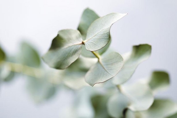 Foto - Hava kalitesini iyileştiriyor, hastalıkları önlüyor İşte her evde bulunması gereken bitkiler…
