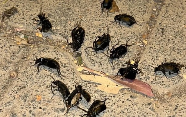 Foto - Hava kararınca ortaya çıkıyorlar! Vatandaşlar tedirgin