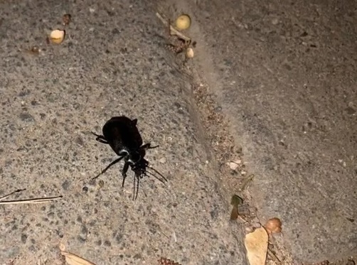 Foto - Hava kararınca ortaya çıkıyorlar! Vatandaşlar tedirgin