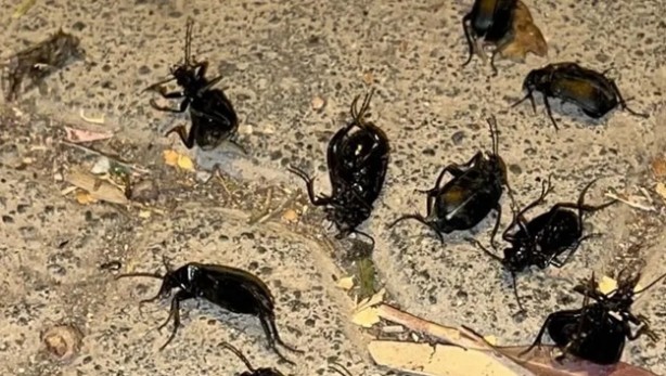 Foto - Hava kararınca ortaya çıkıyorlar! Vatandaşlar tedirgin