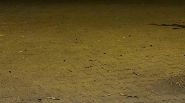 Foto - Hava kararınca ortaya çıkıyorlar! Vatandaşlar tedirgin