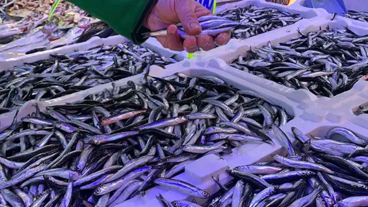 Foto - Hava soğudu: Rize’de hamsi tezgahlarda yerini aldı! Hamsinin boyu yaklaşık 15 cm