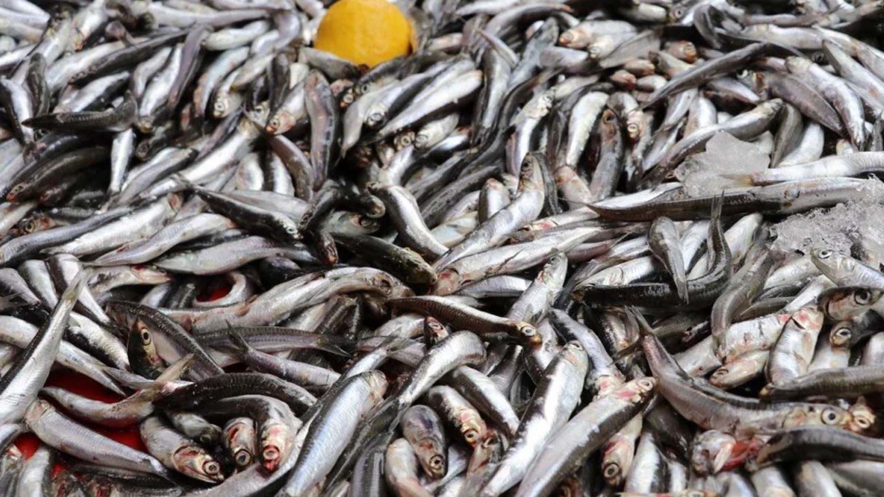 Foto - Hava soğudu: Rize’de hamsi tezgahlarda yerini aldı! Hamsinin boyu yaklaşık 15 cm