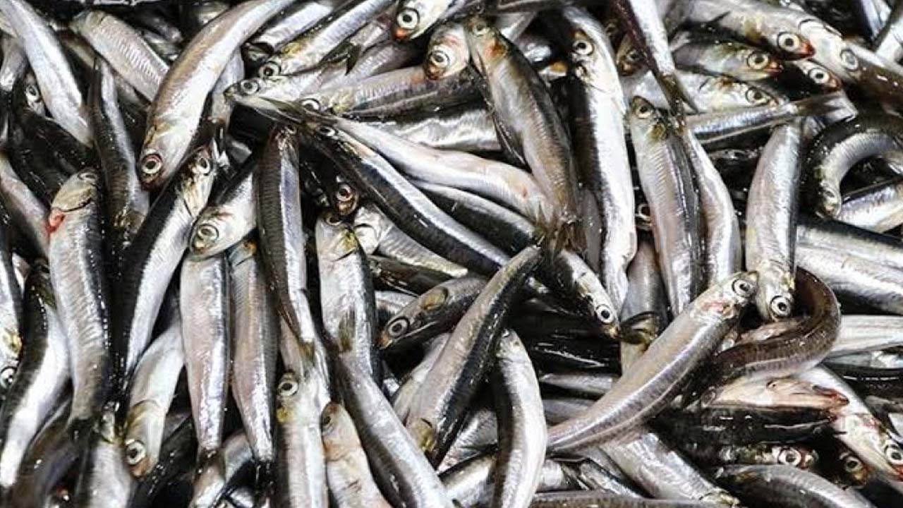 Hava soğudu: Rize’de hamsi tezgahlarda yerini aldı! Hamsinin boyu yaklaşık 15 cm