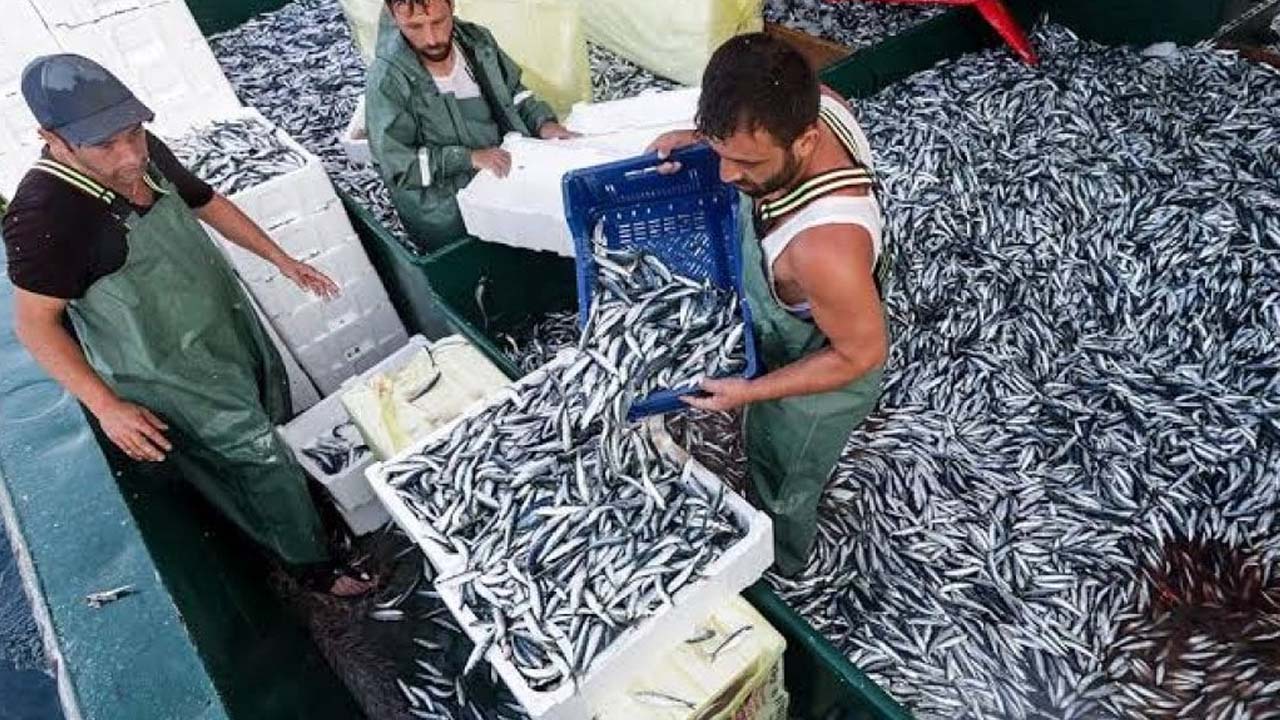 Foto - Hava soğudu: Rize’de hamsi tezgahlarda yerini aldı! Hamsinin boyu yaklaşık 15 cm