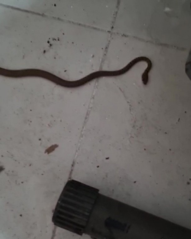 Foto - Havalar ısındı, Adana’da yılanlar evlere girer oldu