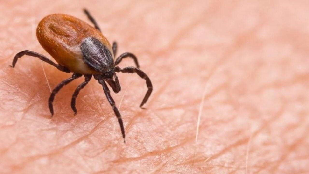 Foto - Havalar ısındı kabus geri döndü! Kene vakaları can alıyor