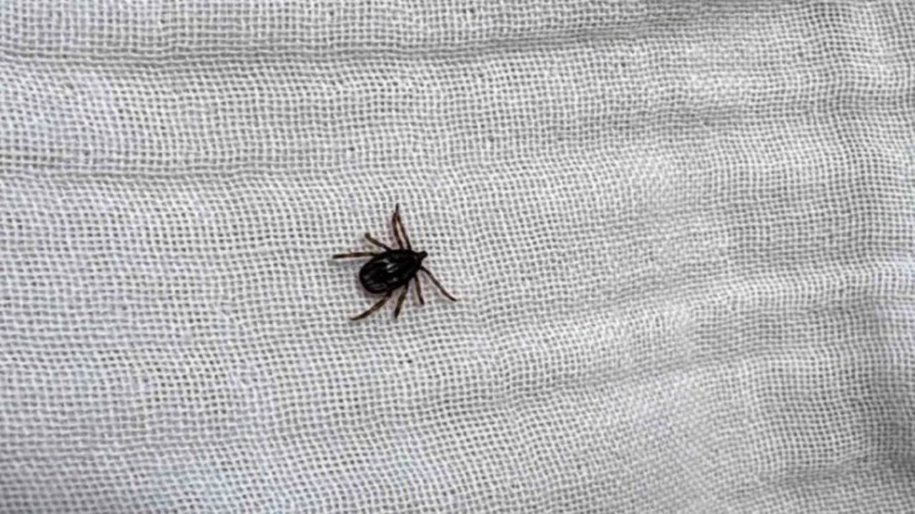 Foto - Havalar ısındı kabus geri döndü! Kene vakaları can alıyor