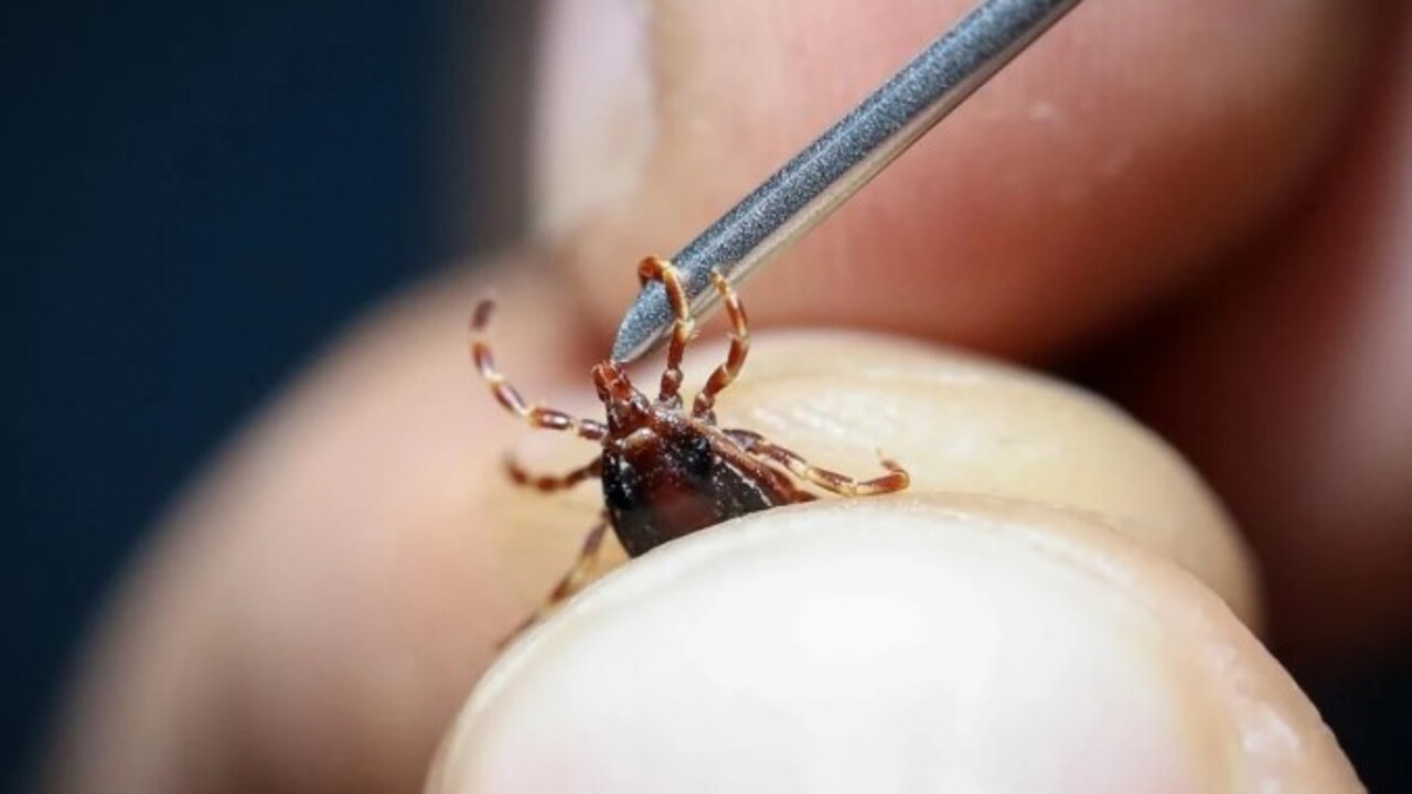 Foto - Havalar ısındı kabus geri döndü! Kene vakaları can alıyor