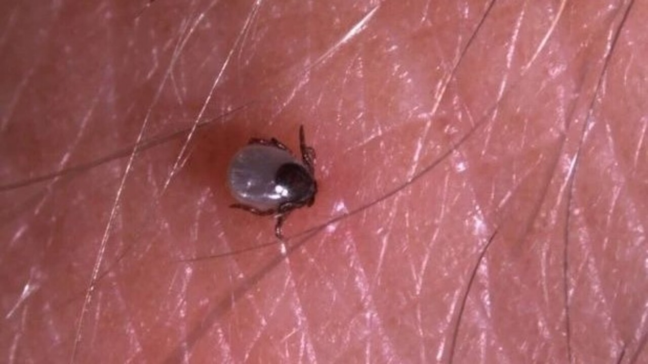 Foto - Havalar ısındı kabus geri döndü! Kene vakaları can alıyor