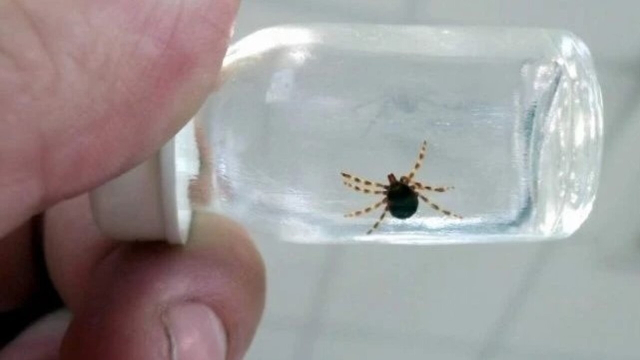 Havalar ısındı kabus geri döndü! Kene vakaları can alıyor