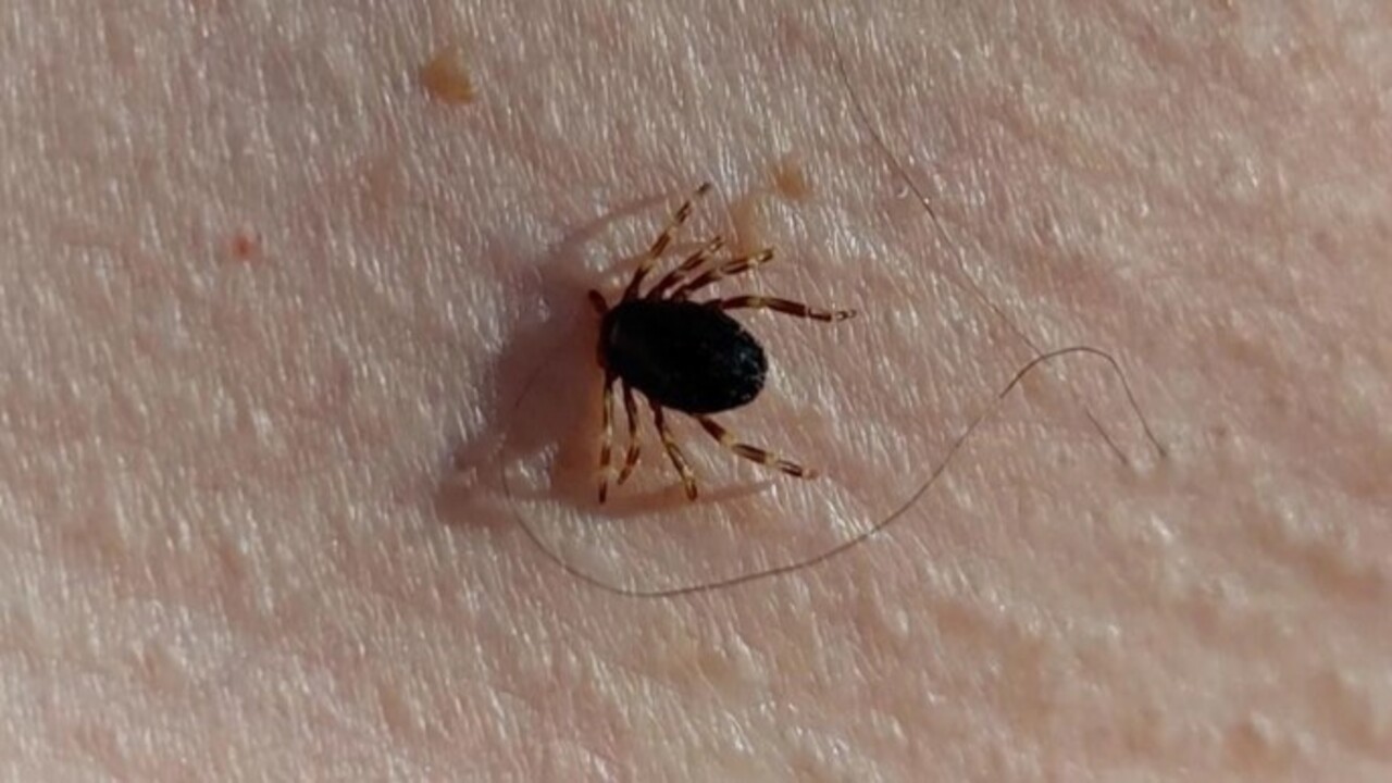 Foto - Havalar ısındı kabus geri döndü! Kene vakaları can alıyor