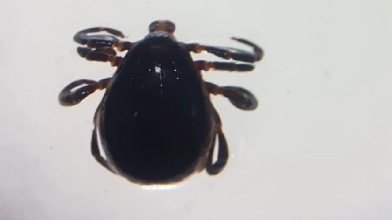 Foto - Havalar ısındı kabus geri döndü! Kene vakaları can alıyor