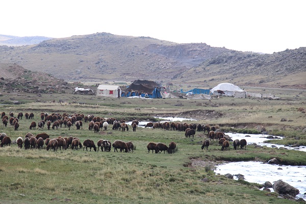 Foto - Havalar soğudu göçerler mesaiyi çobanlara bıraktı