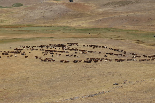Foto - Havalar soğudu göçerler mesaiyi çobanlara bıraktı