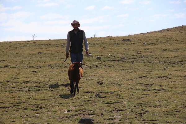 Foto - Havalar soğudu göçerler mesaiyi çobanlara bıraktı