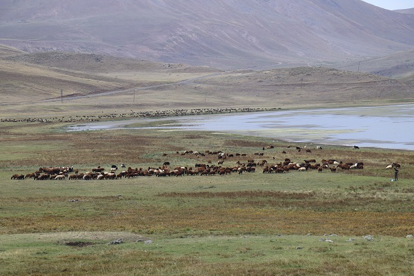 Foto - Havalar soğudu göçerler mesaiyi çobanlara bıraktı