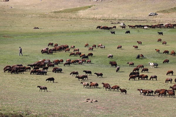 Havalar soğudu göçerler mesaiyi çobanlara bıraktı