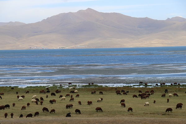 Foto - Havalar soğudu göçerler mesaiyi çobanlara bıraktı