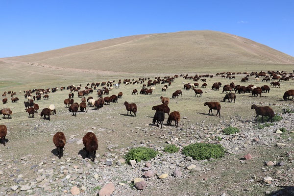 Foto - Havalar soğudu göçerler mesaiyi çobanlara bıraktı