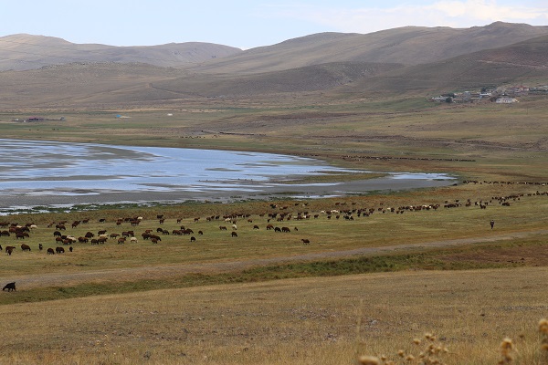 Foto - Havalar soğudu göçerler mesaiyi çobanlara bıraktı