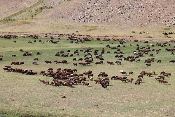 Foto - Havalar soğudu göçerler mesaiyi çobanlara bıraktı