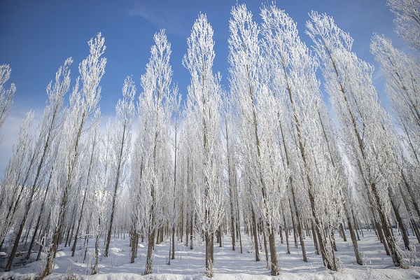 Foto - Havalar soğudu ortaya bu manzara çıktı