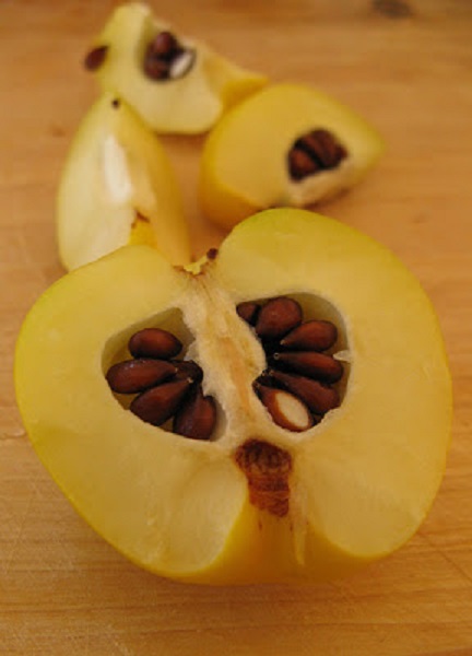 Foto - Havalar soğudu tezgahlarda yerini aldı! Ayva yerken bu hatayı yapmayın