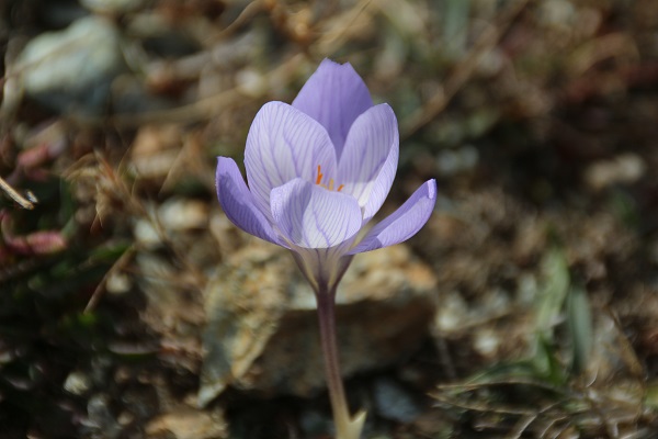 Foto - Havalar soğudu "vargit"ler çiçek açtı