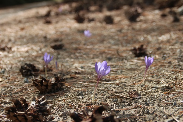 Foto - Havalar soğudu "vargit"ler çiçek açtı