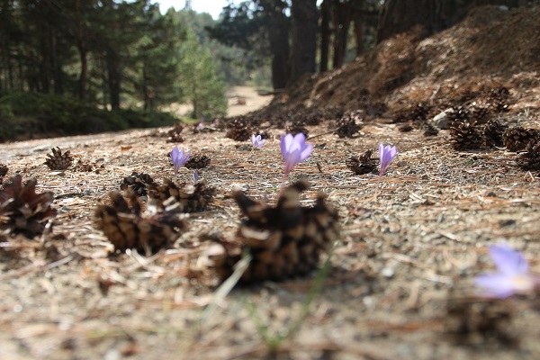 Foto - Havalar soğudu "vargit"ler çiçek açtı