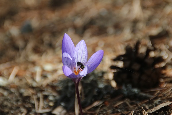 Foto - Havalar soğudu "vargit"ler çiçek açtı