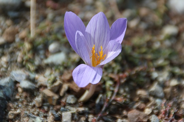 Havalar soğudu "vargit"ler çiçek açtı