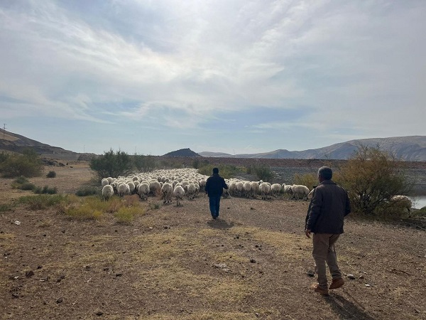 Foto - Havalar soğudu zorlu yolculuk başladı