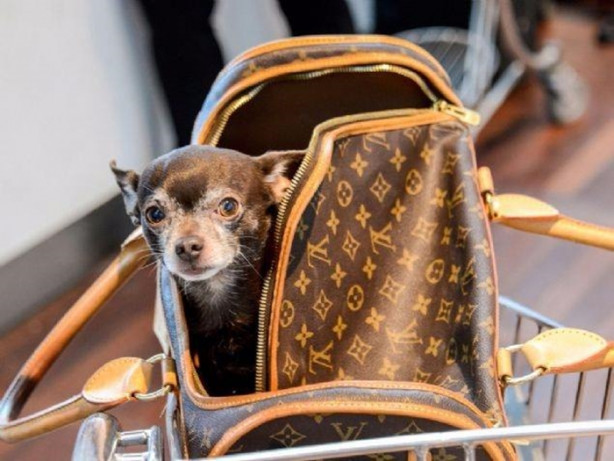 Foto - Havalimanında yakalanan eşyalar şok etti!