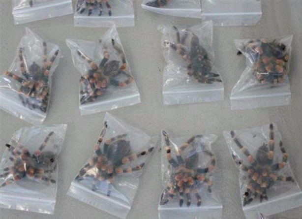 Foto - Havalimanında yakalanan eşyalar şok etti!