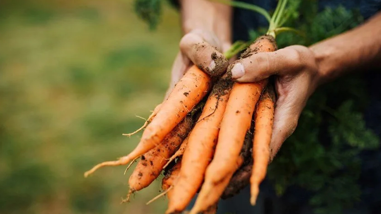 Havuç tüketenler dikkat! Ten rengini değiştiriyor! Havuç yediğinizde hem fayda hem de bazı riskler taşıyor