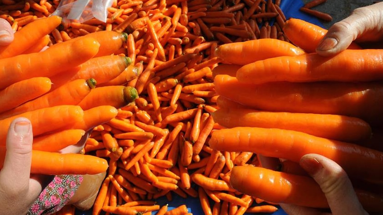 Foto - Havuç tüketenler dikkat! Ten rengini değiştiriyor! Havuç yediğinizde hem fayda hem de bazı riskler taşıyor